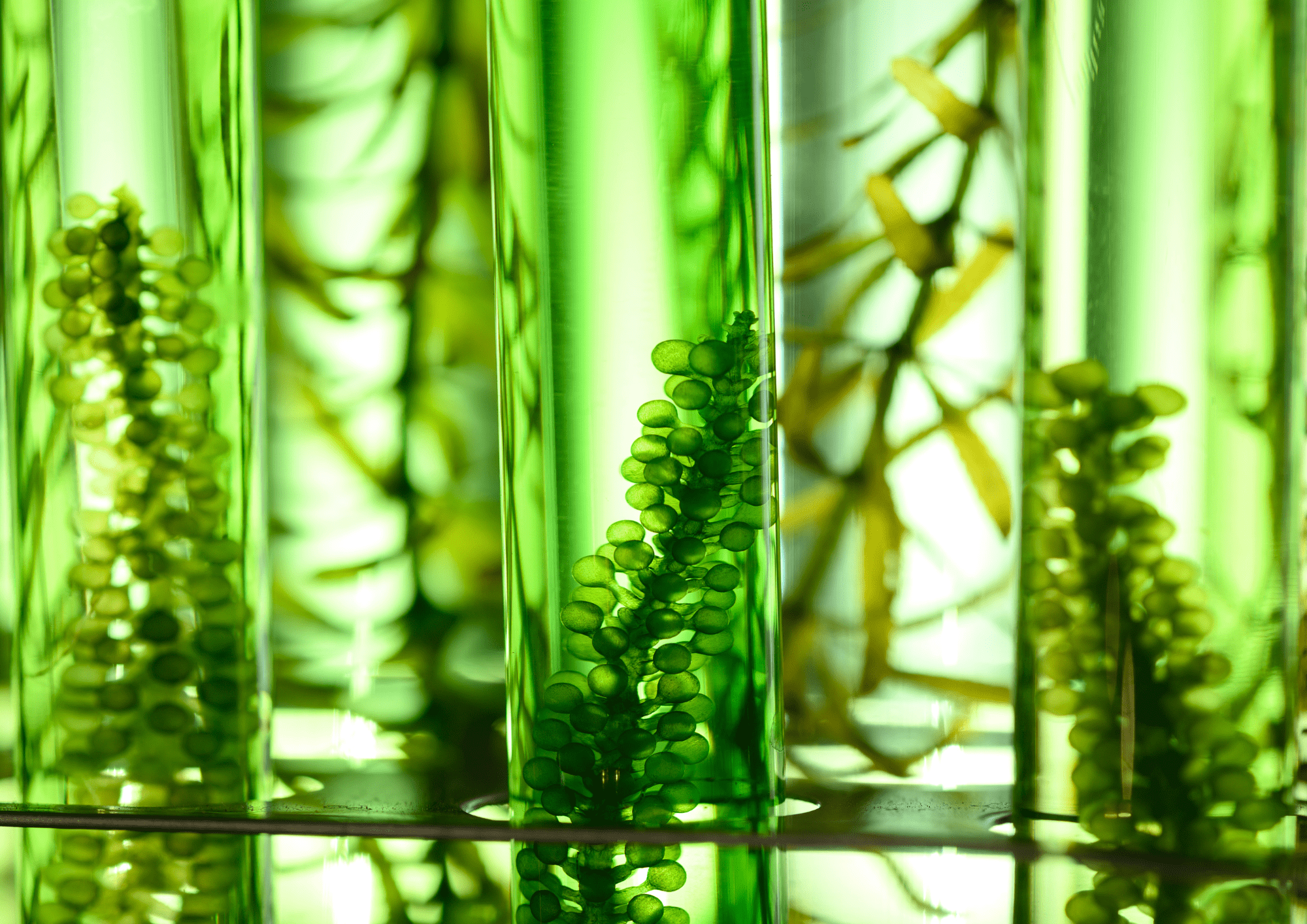 algae in flasks